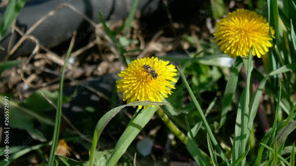 Bees collect nectar on dandelion flowers Bees collect nectar on dandelion flowers