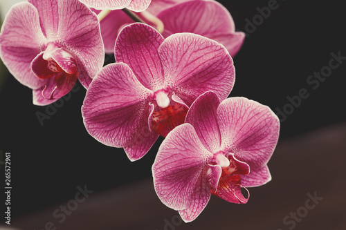 Blooming purple orchid flowers on blurred background