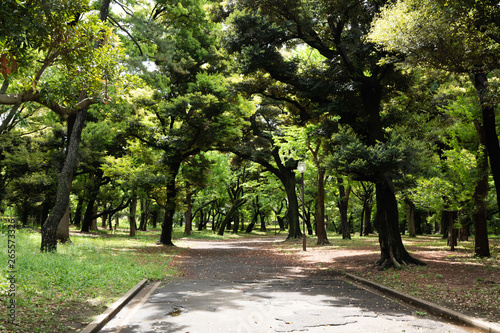 神宮外苑の静かな道