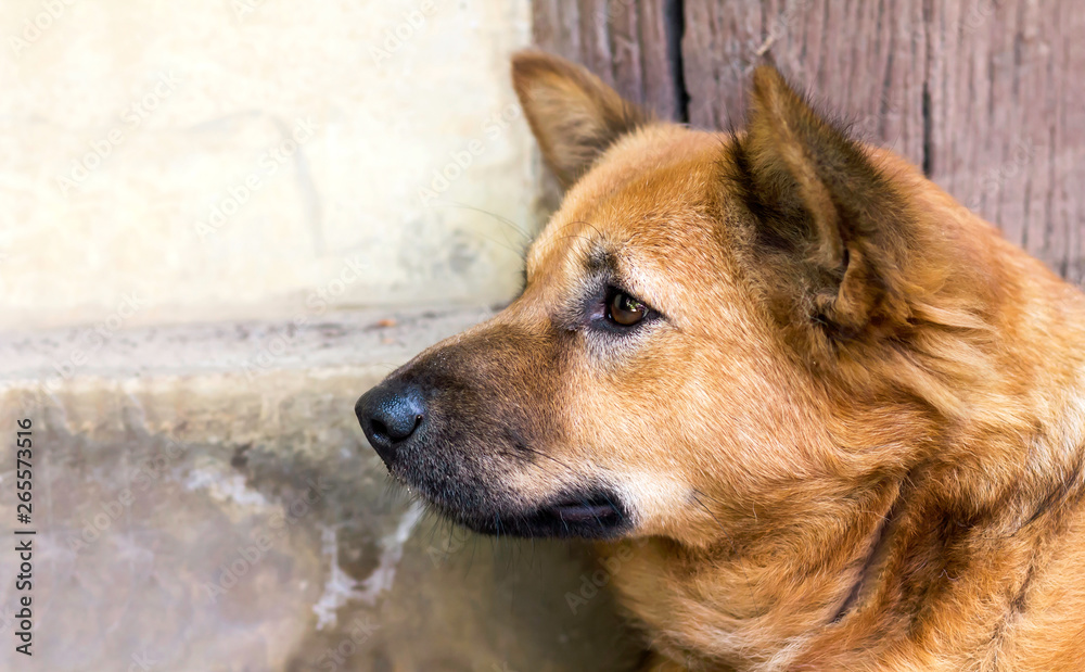 Close up brown domentic dog looking and waiting or thinking something Close up brown domentic dog looking and waiting or thinking something