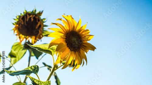 yellow autumn sunflower