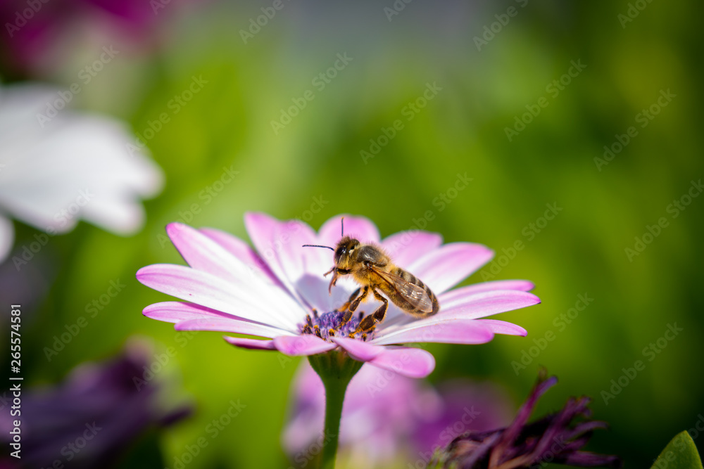 A hardworking bee on a pink blossom collects nectar against green background with beautiful bokeh in the daytime at sunlight. A hardworking bee on a pink blossom collects nectar against green background with beautiful bokeh in the daytime at sunlight.