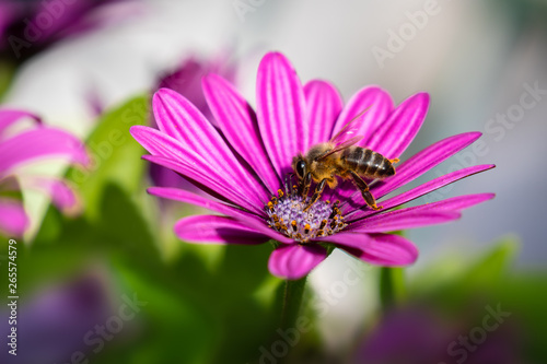 A bee on a purple blossom collects nectar in front of white green background with beautiful bokeh in the daytime at sunlight.