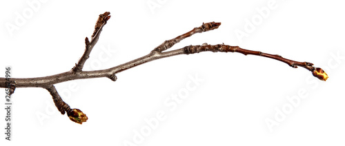 Branch of pear fruit tree with bud on isolated white background