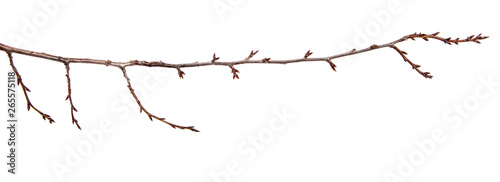 Branch of plum fruit tree with bud on isolated white background