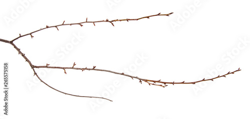 Branch of plum fruit tree with bud on isolated white background