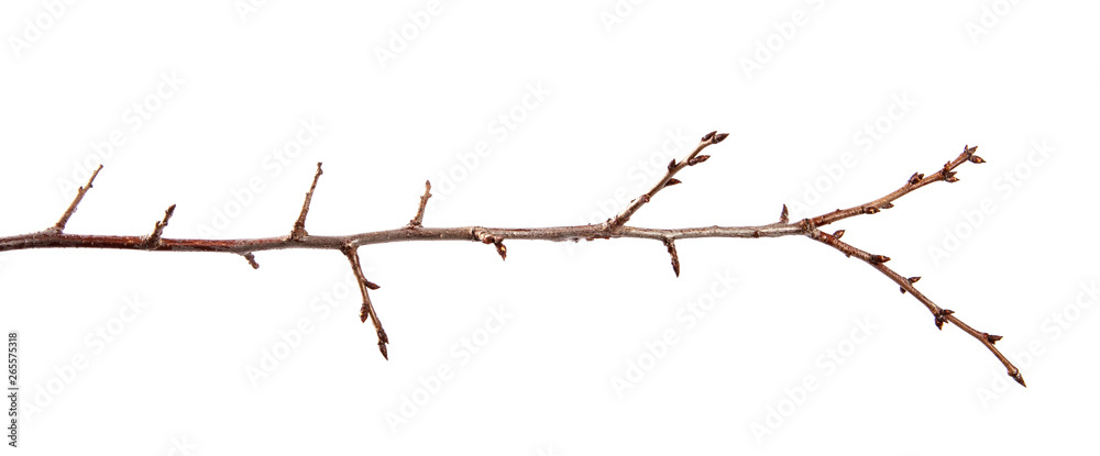 Branch of fruit tree with bud on isolated white background