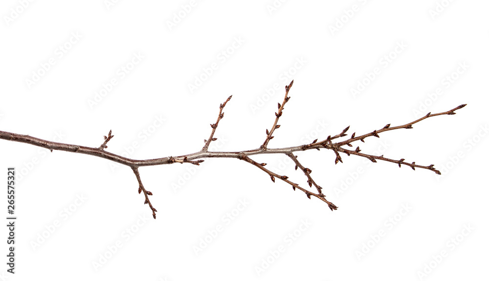 Branch of fruit tree with bud on isolated white background Branch of fruit tree with bud on isolated white background