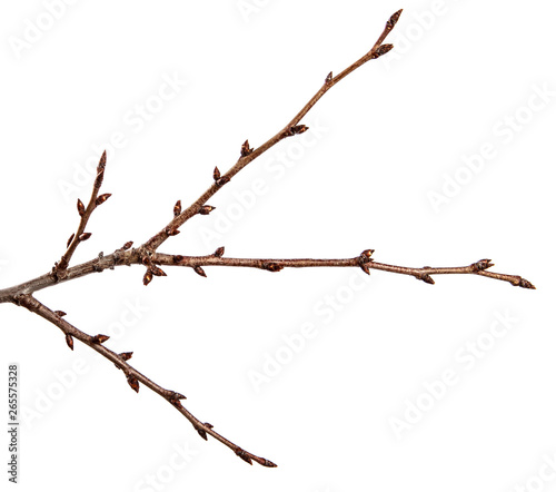 Branch of fruit tree with bud on isolated white background