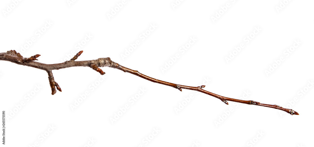 Pear tree branch with swollen buds on an isolated white background Pear tree branch with swollen buds on an isolated white background