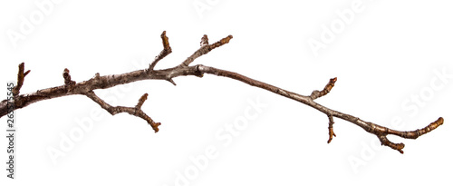 Branch of pear fruit tree with bud on isolated white background