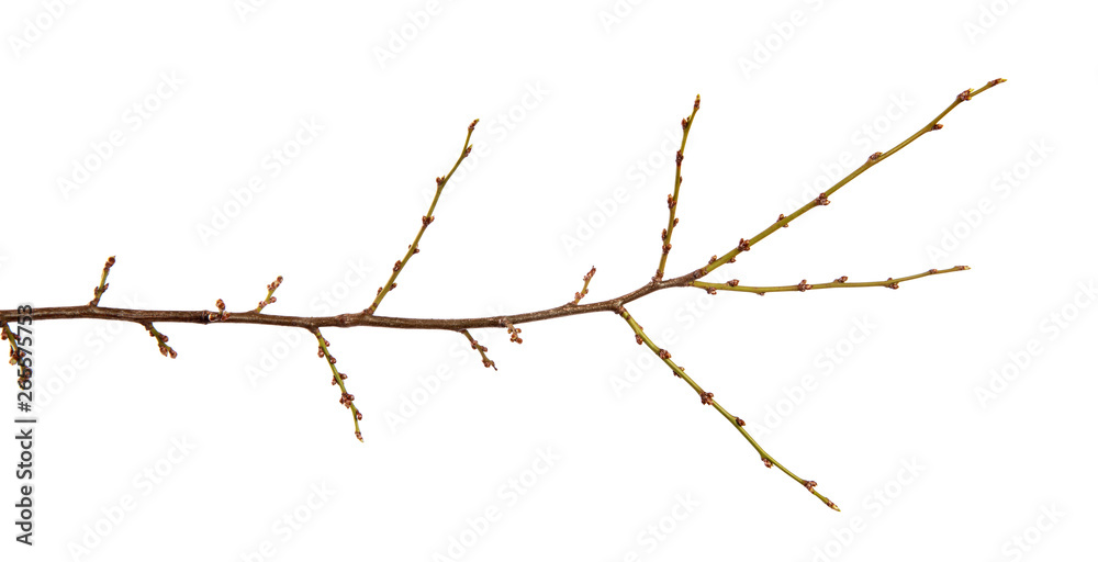 Branch of the fruit tree cherry plum and with swollen buds on an isolated white background Branch of the fruit tree cherry plum and with swollen buds on an isolated white background