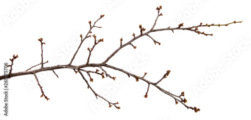 Branch of the fruit tree cherry plum and with swollen buds on an isolated white background