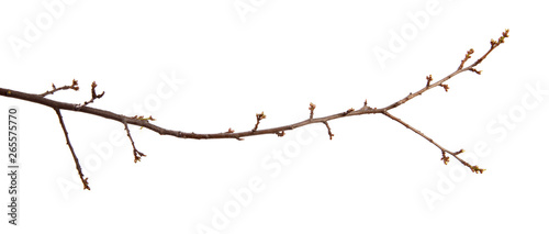 Branch of the fruit tree cherry plum and with swollen buds on an isolated white background