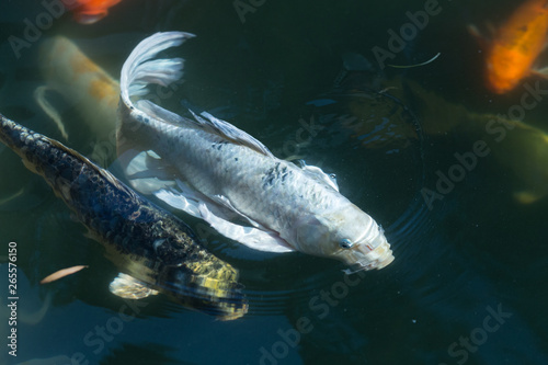 Fancy carp swimming in a pond. Fancy Carps Fish or Koi Swim in Pond  Movement of Swimming and Space.