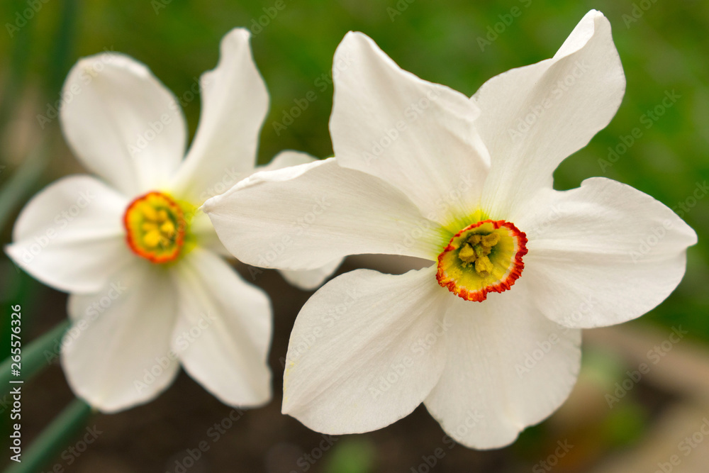 White daffodil flower with a yellow center on a blurred background White daffodil flower with a yellow center on a blurred background