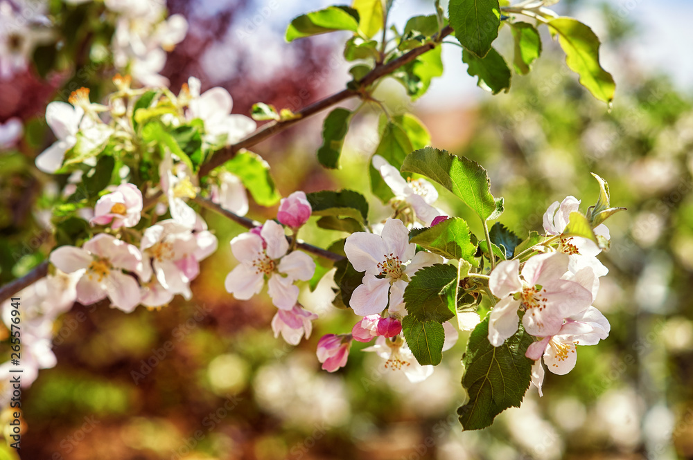 Obraz premium a branch of Apple blossoms . Flowering branches of fruit trees