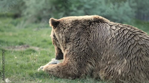brown bear with his/her prey