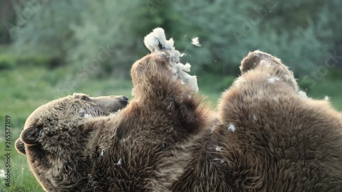 Brown bear playing with prey. Slow motion brown bear playing.
