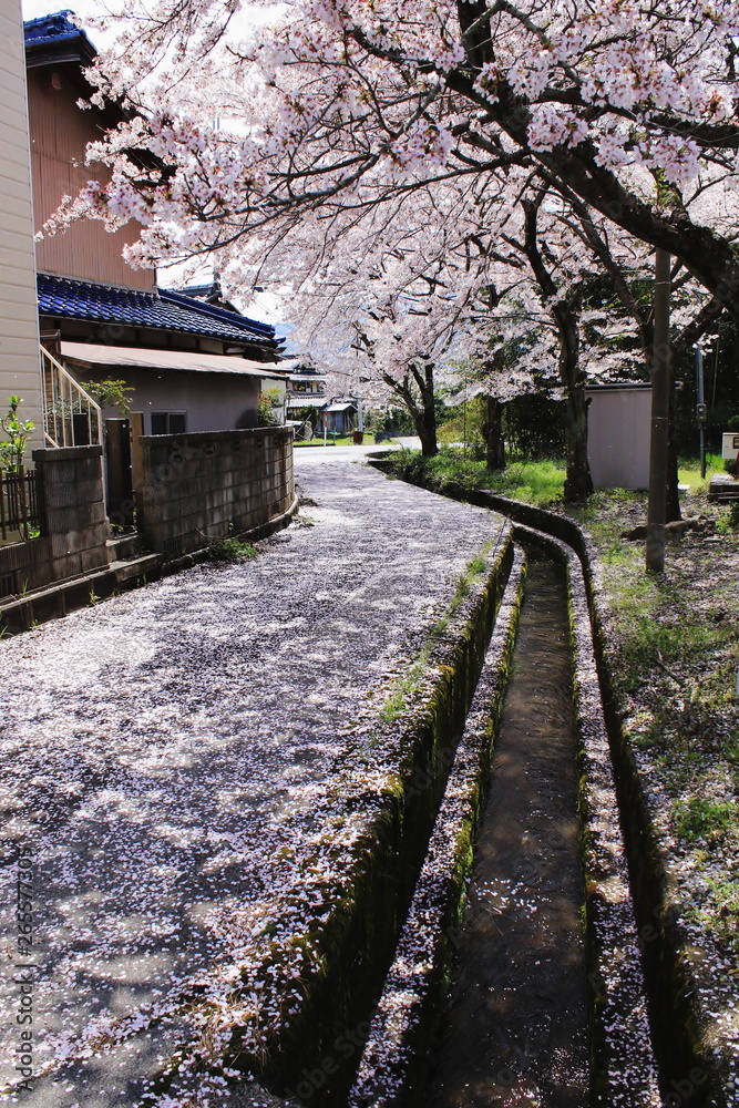 道の上いっぱいに落ちた桜の花びらと桜咲く田舎の民家と風景です
