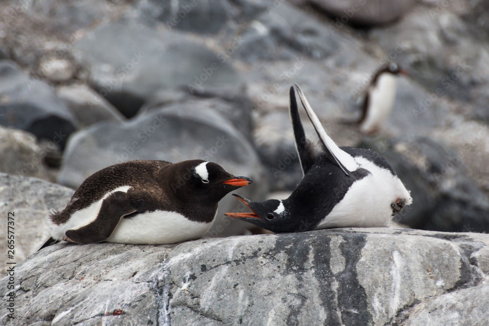 Gentoo penguins in Antarctica