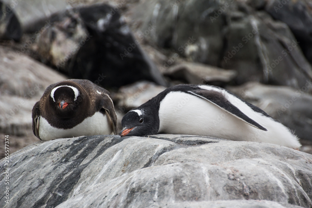 Gentoo penguins in Antarctica