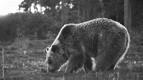 Brown bear family in forest