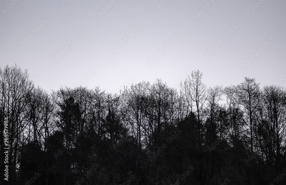 Obraz premium silhouette of a branch tree protruding from the autumn mist