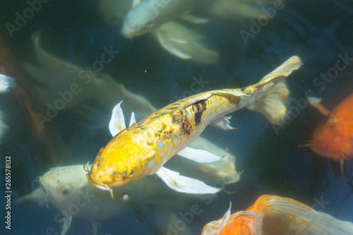 Fototapeta Naklejka Na Ścianę i Meble -  Fancy carp swimming in a pond. Fancy Carps Fish or Koi Swim in Pond, Movement of Swimming and Space.