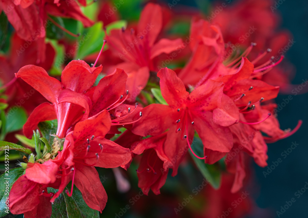 Obraz premium 令和に咲く