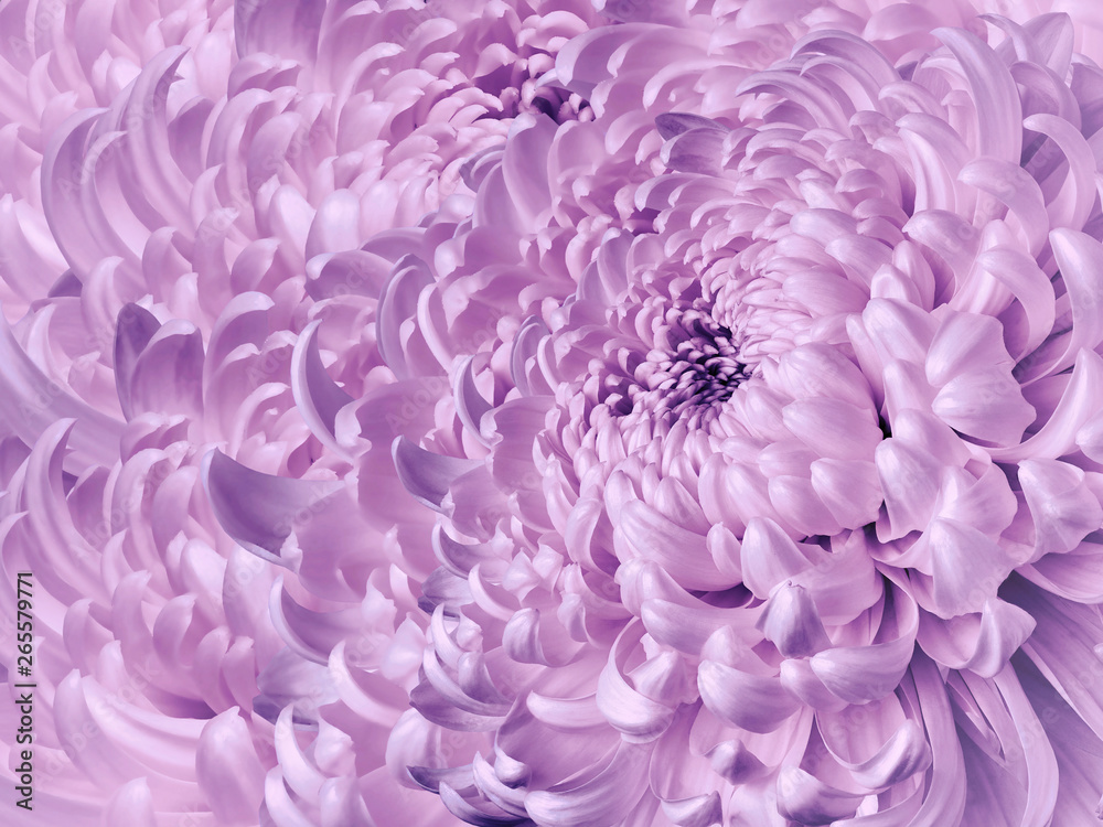 Floral white-purple background. Flower blue chrysanthemum close-up. Chrysanthemum petals. Nature. Floral white-purple background. Flower blue chrysanthemum close-up. Chrysanthemum petals. Nature.