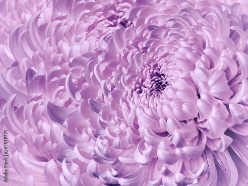 Floral white-purple background. Flower blue chrysanthemum close-up. Chrysanthemum petals. Nature.