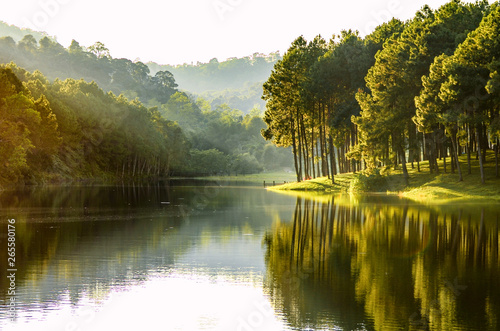 Beautiful landscape view of pine forest tree and lake view of reservoir.