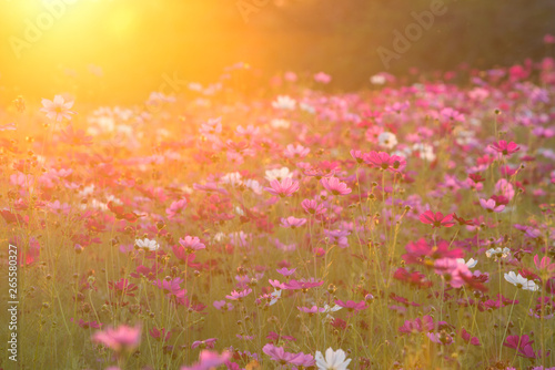 Sunrise scene of cosmos flower field in the morning at singpark in chiangrai  Thailand