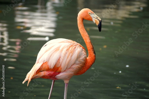 pink flamingo in zoo © Shal09