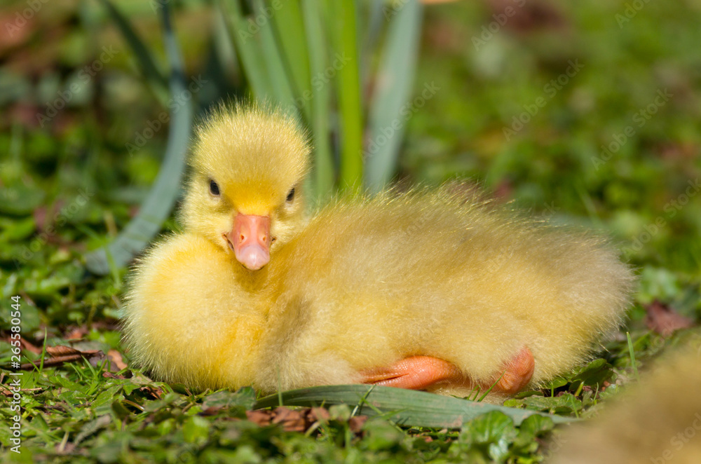A beautiful cute baby fluffy yellow gosling resting by the side of a lake in the spring sunshine. Taken in Cardiff, South Wales, UK A beautiful cute baby fluffy yellow gosling resting by the side of a lake in the spring sunshine. Taken in Cardiff, South Wales, UK