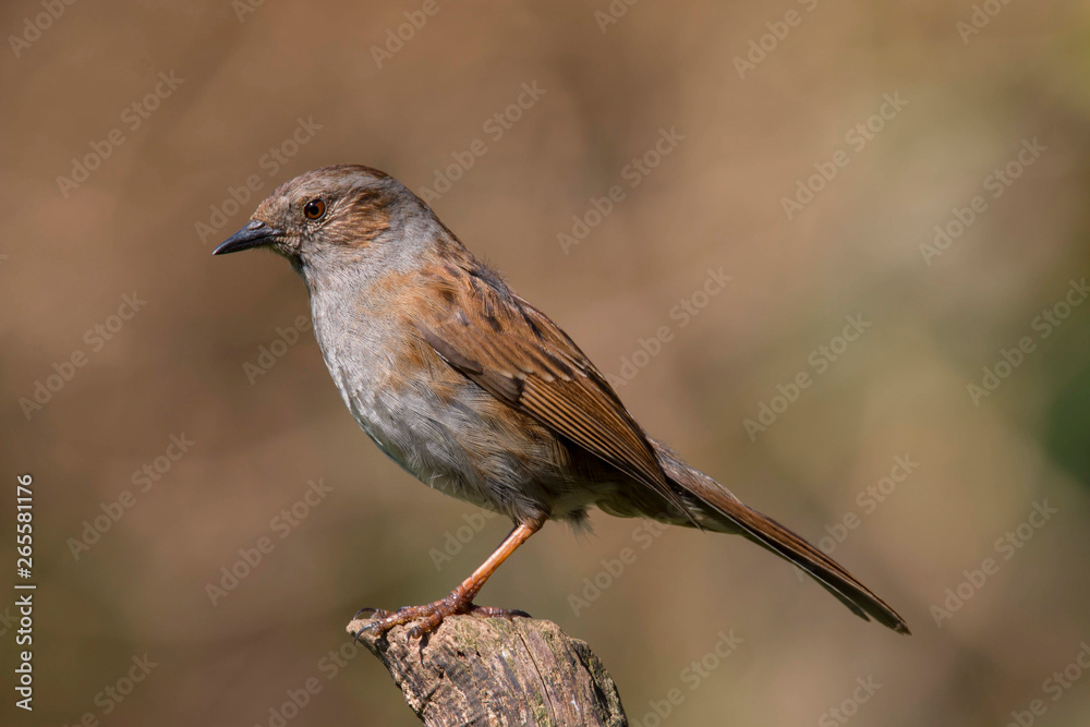 A British bird Dunnock (Prunella modularis) perched on a branch. Taken at Forest Farm Nature Reserve, Cardiff, South Wales, UK A British bird Dunnock (Prunella modularis) perched on a branch. Taken at Forest Farm Nature Reserve, Cardiff, South Wales, UK