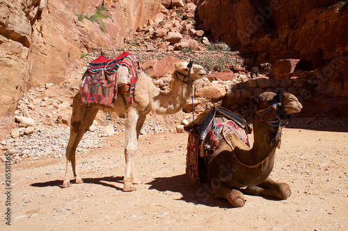 Petra camel in Jordan Asia © jankost