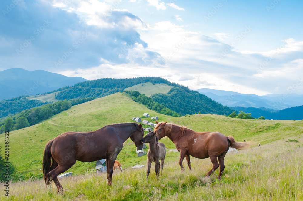 horses in nature. beautiful horses