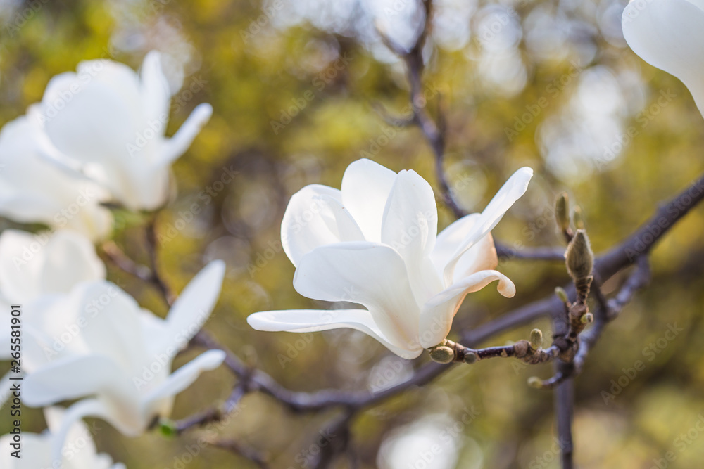 A branch of a blossoming Magnolia denudata with beautiful white flowers in the South Park in early spring A branch of a blossoming Magnolia denudata with beautiful white flowers in the South Park in early spring