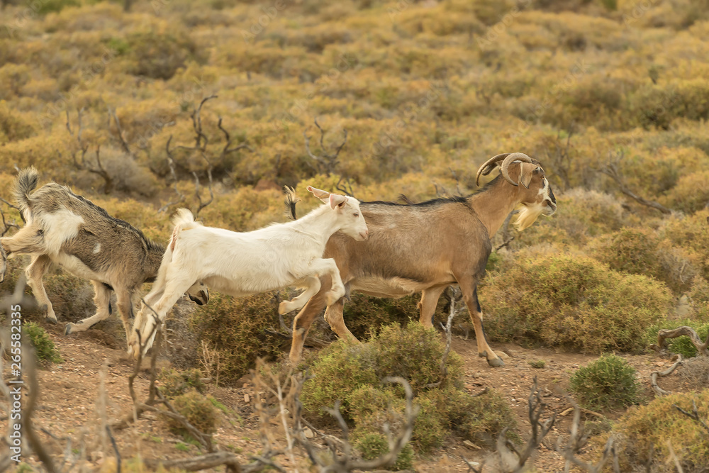 Goats running out in the nature.