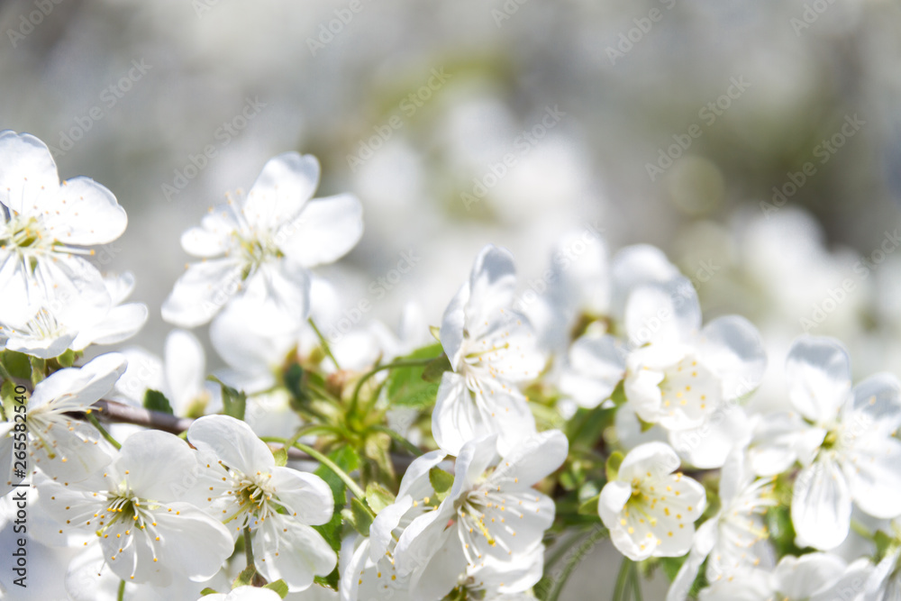 A branch of a tree with flowers against the sky