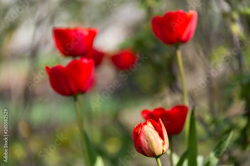 Photo of a flower on a background of blurry tulips