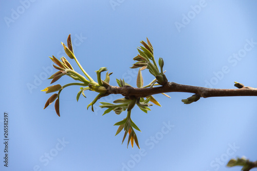 A branch of a tree against the sky