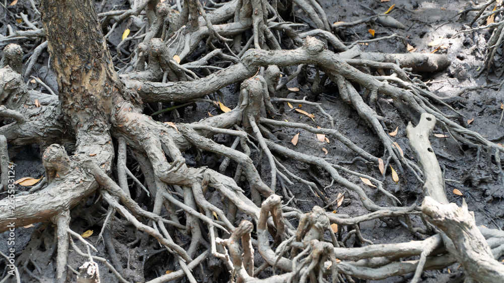 The roots of the mangroves The roots of the mangroves