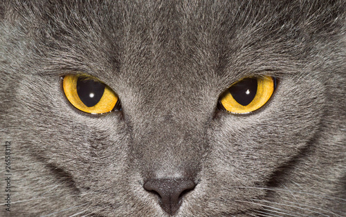 Yellow eyes of a grey British cat closeup