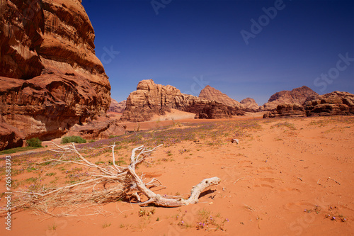 Withered tree in the desert