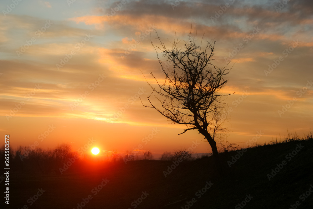 Lone tree on a hill silhouetted against a pastel colored sky at sunset in Romania Lone tree on a hill silhouetted against a pastel colored sky at sunset in Romania