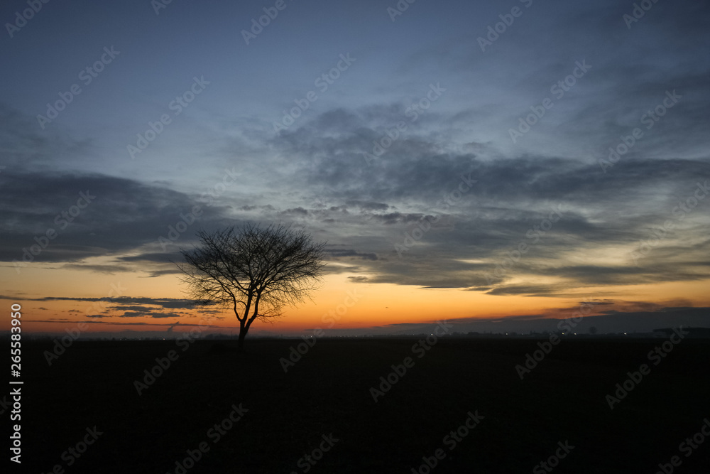 Silhouette of a solitary tree against the evening twilight sky during blue hour