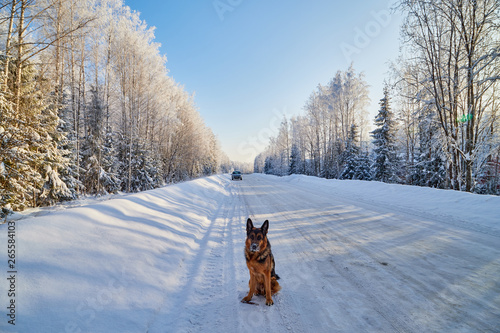 Dog German Shepherd on the road in a winter day © keleny